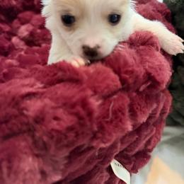 Tammy - Fawn and white female Chihuahua puppy in Amity, Pennsylvania from Rhoda and Verna