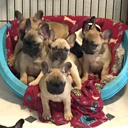 French Bulldog Puppies from Ooh-La-La Frenchies
