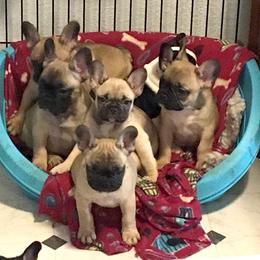 French Bulldog Puppies from Ooh-La-La Frenchies