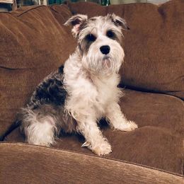 Annie - Miniature Schnauzer