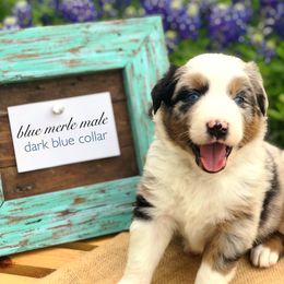 Australian Shepherd Puppies from Black Cow Kennels