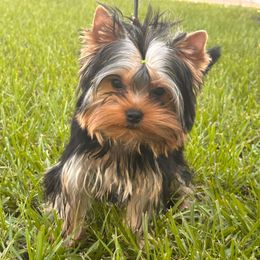 Mr. Met - Blue and gold male Yorkshire Terrier puppy in Lake Mary, Florida from Cannon Yorkies