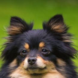 Pomeranian All Grown Up from My heavenly poms