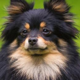 Pomeranian All Grown Up from My heavenly poms