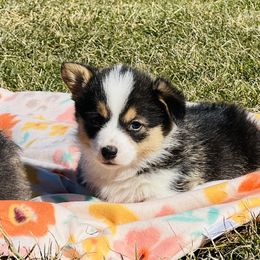 Australian Shepherd, Lagotto Romagnolo, and Pembroke Welsh Corgi Puppies from SS Australian Shepherds