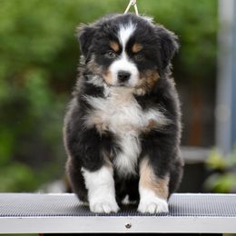Australian Shepherd and Miniature American Shepherd Puppies from Bright Heart Aussies & Miniature American Shepherds