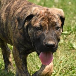 Slate Blue - Cane Corso puppy from Willow Creek Cane Corsos