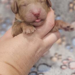 Blue Male - Red  male Goldendoodle puppy in Mocksville, North Carolina from Hunting Creek Farm & Kennel