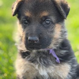 Girl 2 - Black and tan female German Shepherd puppy in La Salle, Colorado from Pure Heart German shepherds