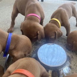 Vizsla Puppies from Waterfall Ranch Hungarian Vizslas