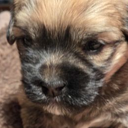 Havanese Puppies from Karol's Havanese