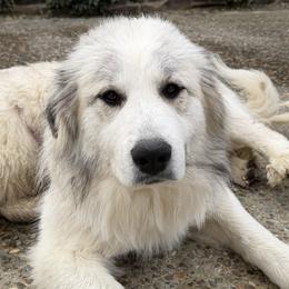 Mila - Great Pyrenees