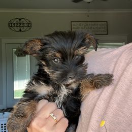 Yorkshire Terriers from It’s a Parti Yorkies
