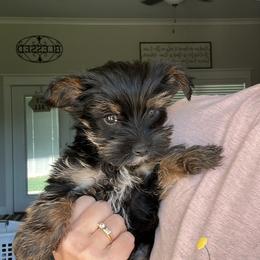 Yorkshire Terriers from It’s a Parti Yorkies