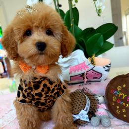 GIA - Apricot female Maltipoo puppy in Sugar Land, Texas from Celebrity Maltipoos