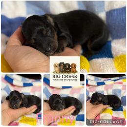 Franny - Black and tan female Dachshund puppy in Durant, Oklahoma from Big Creek Mini Dachshund