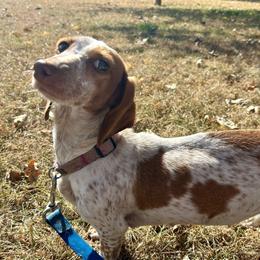 Willow - Dachshund