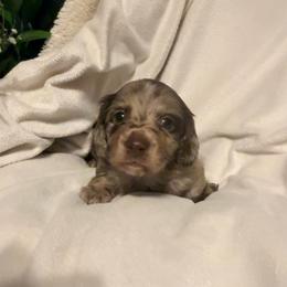 Bourbon - Dapple male Dachshund puppy in Kentucky from Wonderful Weiners