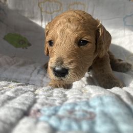 Goldendoodle Puppies from Cassie Farms