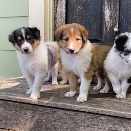 Creekside Collies Cinnabar - Old Time Scotch Collie puppy in Austin, Texas from Creekside Collies