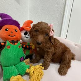 Burgundy - Red  female Goldendoodle puppy in Bakersfield, California from Lavish Doodles
