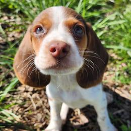Radar - Brown white and tan Beagle puppy in Bois D Arc, Missouri from Country Home Pets and Farm
