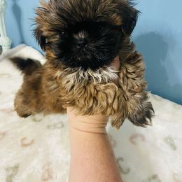 Simon - Sable male Shih Tzu puppy in Hawthorne, Florida from Simply Southern Shihtzus