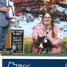 Chihuahuas from Vargo Chihuahuas