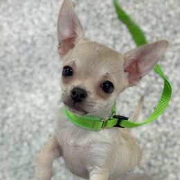Tater - Fawn male Chihuahua puppy in Bucks County, Pennsylvania from Sweet Bean Chihuahuas