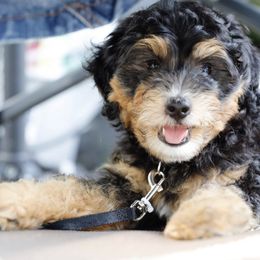 Bernedoodles, Cavapoos, Double Doodles, and Goldendoodles from Liberty Acres of Ohio