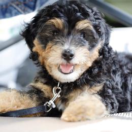 Bernedoodles, Cavapoos, Double Doodles, and Goldendoodles from Liberty Acres of Ohio