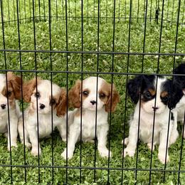 Cavalier King Charles Spaniel Puppies from Haven Farms Cavaliers
