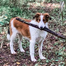 Old Time Scotch Collies from The MapleWood Farms