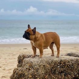 Jazzy - French Bulldog
