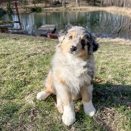 Australian Shepherd Puppies from HomeGrown Aussies