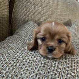 Cavalier King Charles Spaniel Puppies from Patch of Land Acres