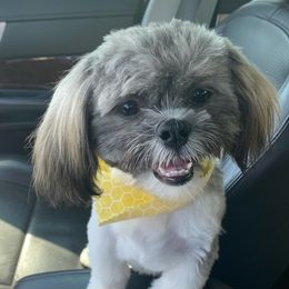 Shih Tzu Puppies from Grandma Ts Precious Puppies