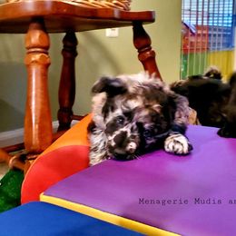 Mudi Puppies from Menagerie Mudis & More