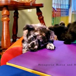 Mudi Puppies from Menagerie Mudis & More