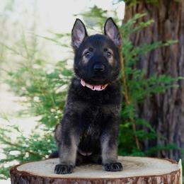 Azari - Sable female German Shepherd puppy in Coarsegold, California from Yosemite Shepherds
