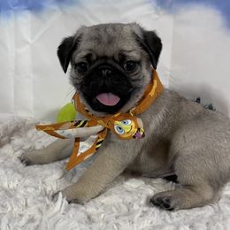 Pug Puppies from Lindsay’s Cenla Pugs!