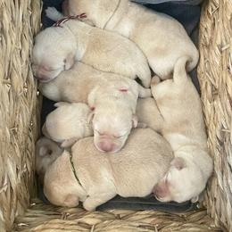 Labrador Retriever Puppies from Riverbourne Labradors