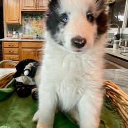Teddy - White blue merle male Shetland Sheepdog puppy in Centennial, Colorado from Kochar Shelties