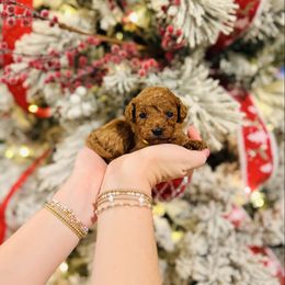 Winter - Toy Size - Red  female Goldendoodle puppy in Elizabethtown, Kentucky from Reddy Poodles & Doodles