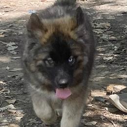 Playful - Agouti and white female Siberian Husky puppy in Tennessee from Heavenly Made Huskies and Poms