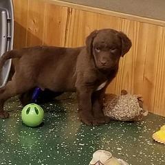 Chesapeake Bay Retriever Puppies from Eska Creek Chesapeakes