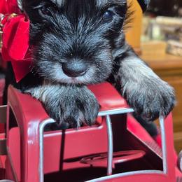 Holly - Black and silver female Miniature Schnauzer puppy in Fountain City, Indiana from Bearded Dynasty Schnauzers