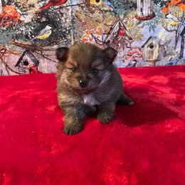 Asumo 1550 - Chocolate parti male Pomeranian puppy in Douglas, Georgia from Heartland small breeds