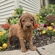 Bunga - Red male Irish Doodle puppy in Hammond, Wisconsin from Queen of the Hill Puppies