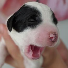 Goldendoodle, Bernedoodle, and Sheepadoodle Puppies from Teddy doodles & standard poodles